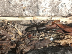 Zelotes