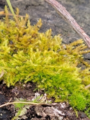 Pseudanomodon attenuatus