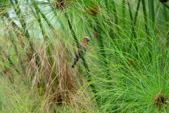 Amblyospiza albifrons