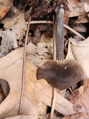 Entoloma ortonii
