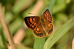 Lycaena salustius