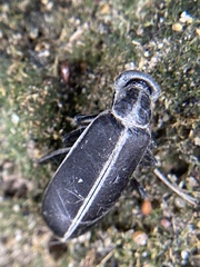 Epicauta cinerea-group