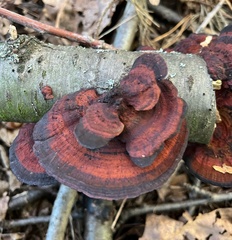 Daedaleopsis tricolor