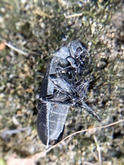 Epicauta cinerea-group