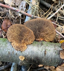 Daedaleopsis tricolor
