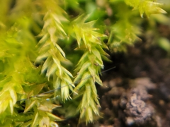 Pseudanomodon attenuatus