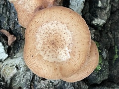 Armillaria ostoyae