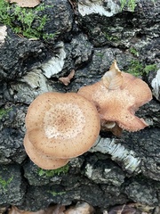 Armillaria ostoyae