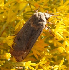 Abagrotis alternata