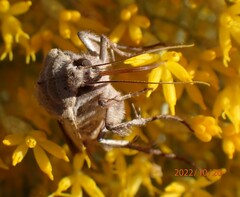 Abagrotis alternata