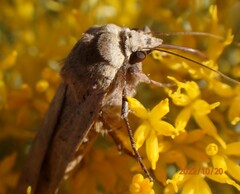 Abagrotis alternata