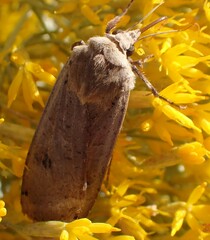 Abagrotis alternata
