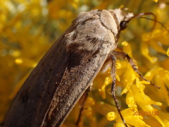 Abagrotis alternata