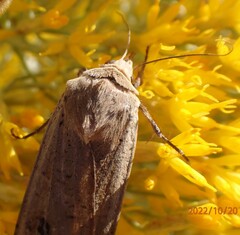 Abagrotis alternata