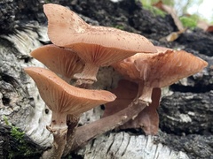 Armillaria ostoyae