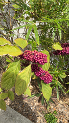 Callicarpa americana
