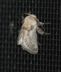 Doratifera pinguis