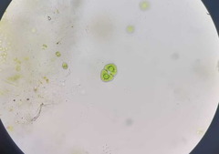 Cosmarium