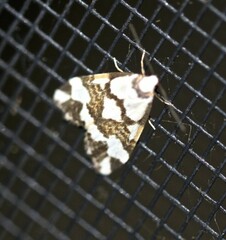 Thallarcha staurocola