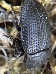 Asiopus minimus