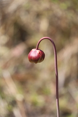 Sarracenia
