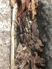 Zelotes