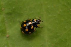 Coccinella leonina