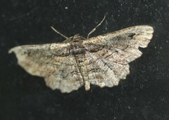 Pholodes sinistraria