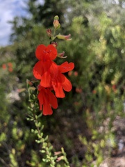 Clinopodium coccineum