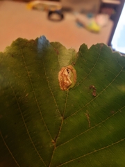 Phyllonorycter stettinensis