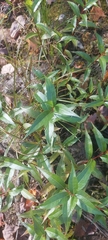 Salix lucida
