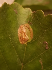 Phyllonorycter stettinensis