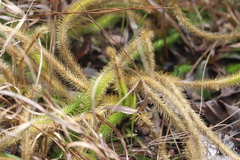 Lycopodiella