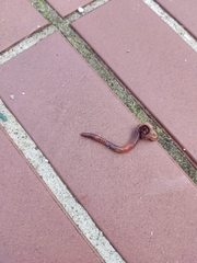 Lumbricus