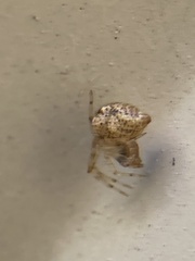 Parasteatoda tepidariorum