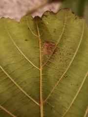 Phyllonorycter stettinensis