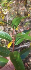 Salix lucida