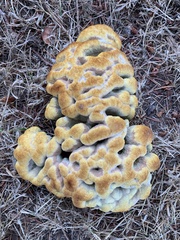 Phaeolus schweinitzii