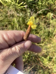 Xyris caroliniana