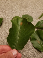 Phyllonorycter stettinensis