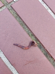 Lumbricus
