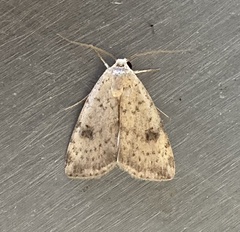 Micrathetis triplex