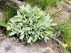 Helichrysum acutatum