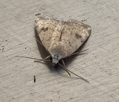 Micrathetis triplex