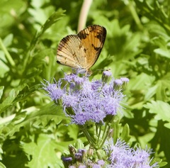 Phyciodes phaon