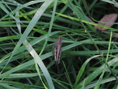 Aiolopus strepens