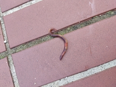 Lumbricus