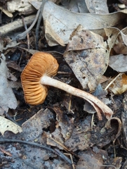 Cortinarius perviolaceus