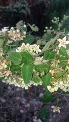 Funastrum odoratum