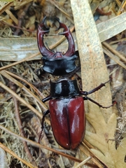 Lucanus cervus cervus